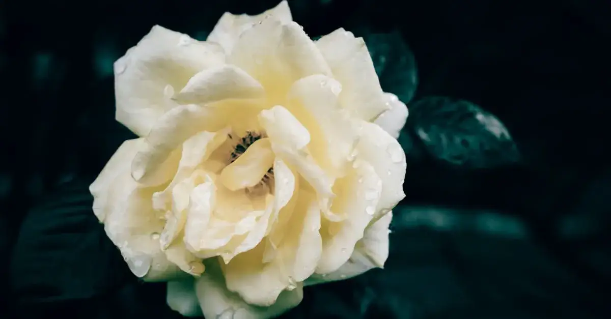 Muzyczny utwór żałobny – Jakie mają znaczenie i symbolika? Przegląd