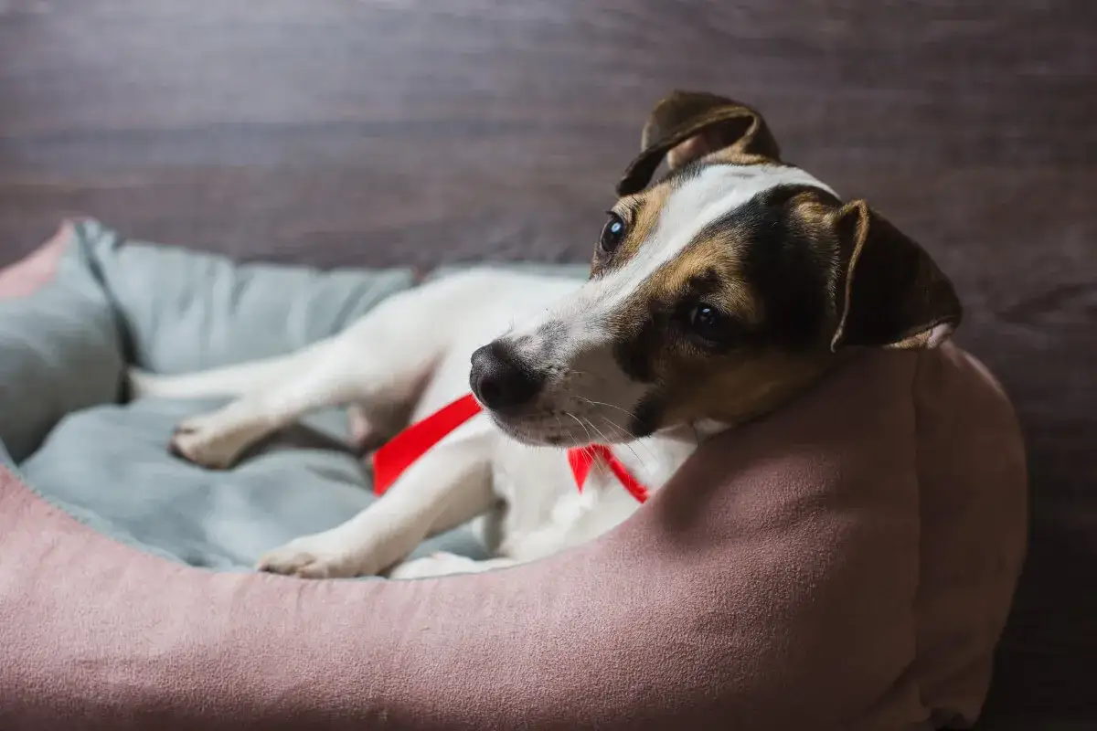 Jak prawidłowo prać legowisko dla psa – unikaj błędów i zadbaj o higienę pupila