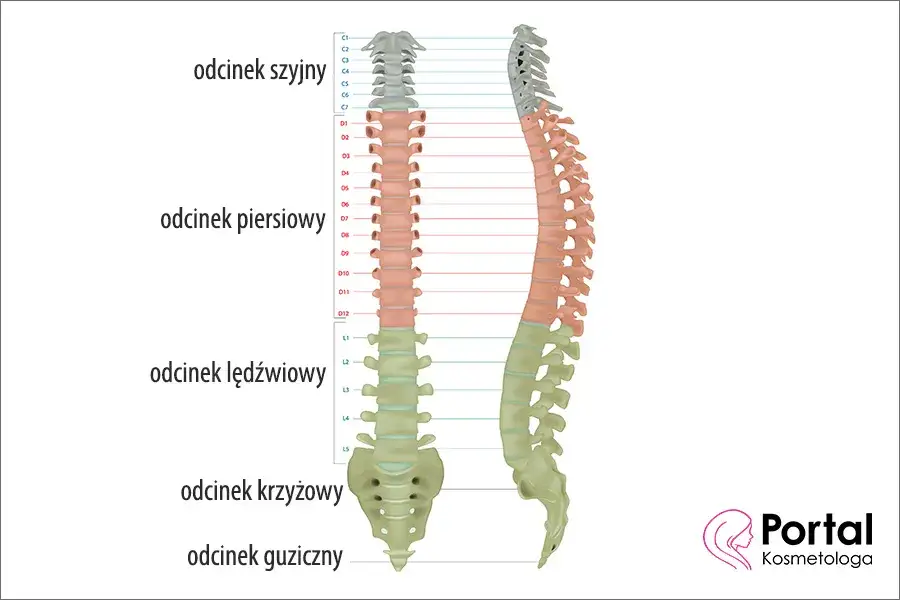 Najlepszy lekarz od kręgosłupa - poznaj wszystkich specjalistów i ich role