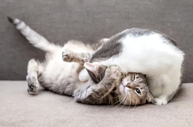 Jak rozpoznać płeć kotka – proste sposoby, które musisz znać