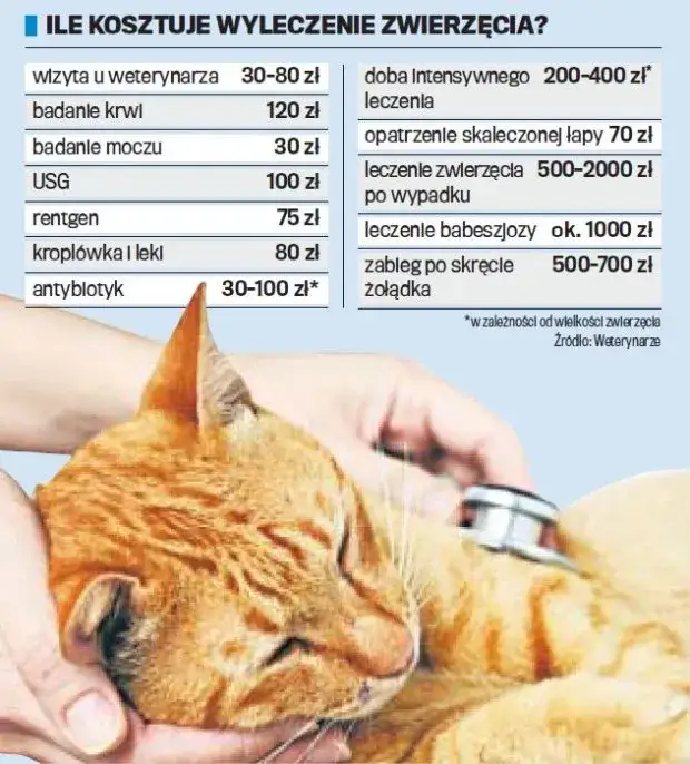 Ile naprawdę kosztuje weterynarz dla kota? Sprawdź, jak uniknąć wysokich rachunków