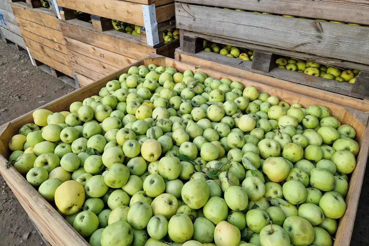 Po ile jabłka na skupie? Sprawdź aktualne ceny i trendy!