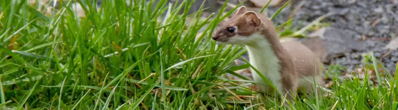 Skuteczne metody na kuny w ogrodzie – odstrasz je raz na zawsze!