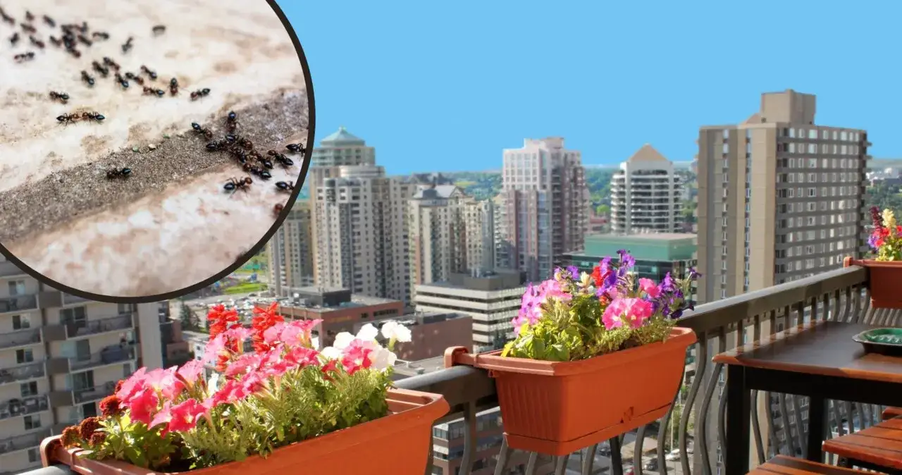 Skuteczne sposoby na pozbycie się mrówek z balkonu bez chemii