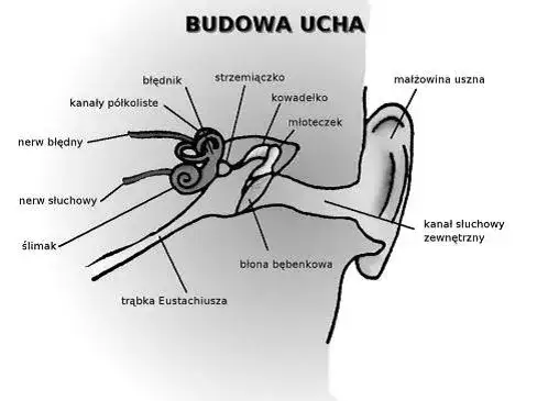 Błędnik: do jakiego lekarza się udać przy zawrotach głowy i zaburzeniach równowagi