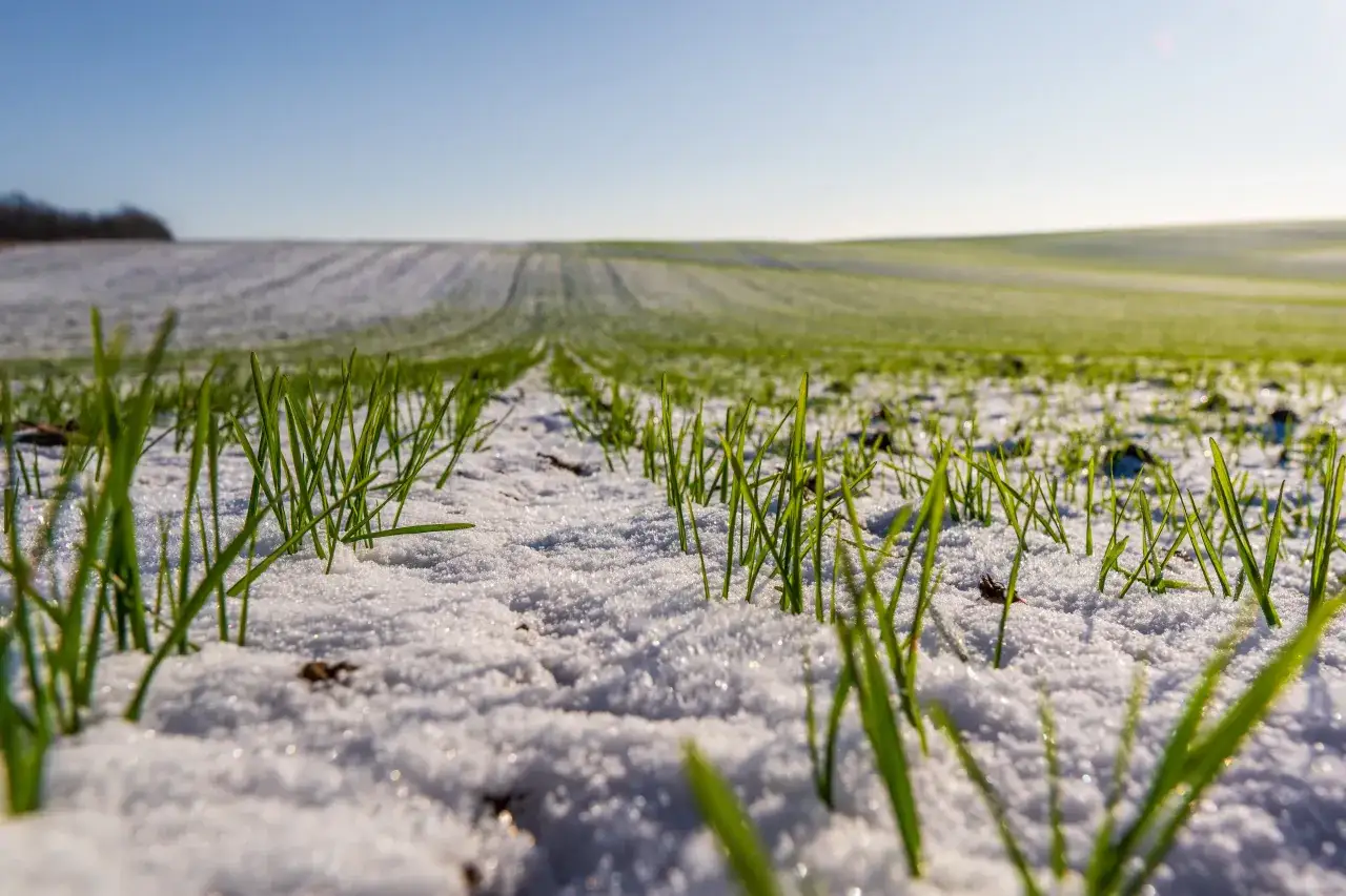 Zasiewy ozime: jak wybrać odmiany odporne na mróz?