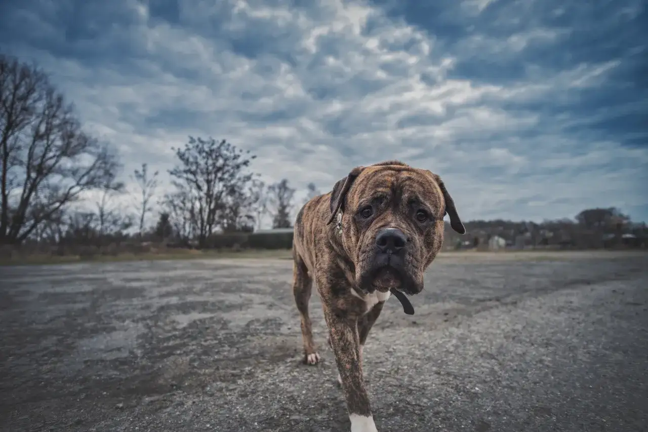 Ile kosztuje doba w hotelu dla psa? Ceny, które musisz znać