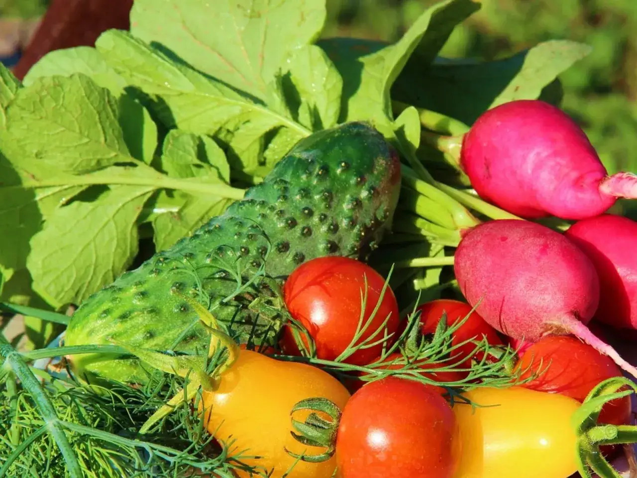 Jakie warzywa opłaca się uprawiać, aby uniknąć strat i zyskać?