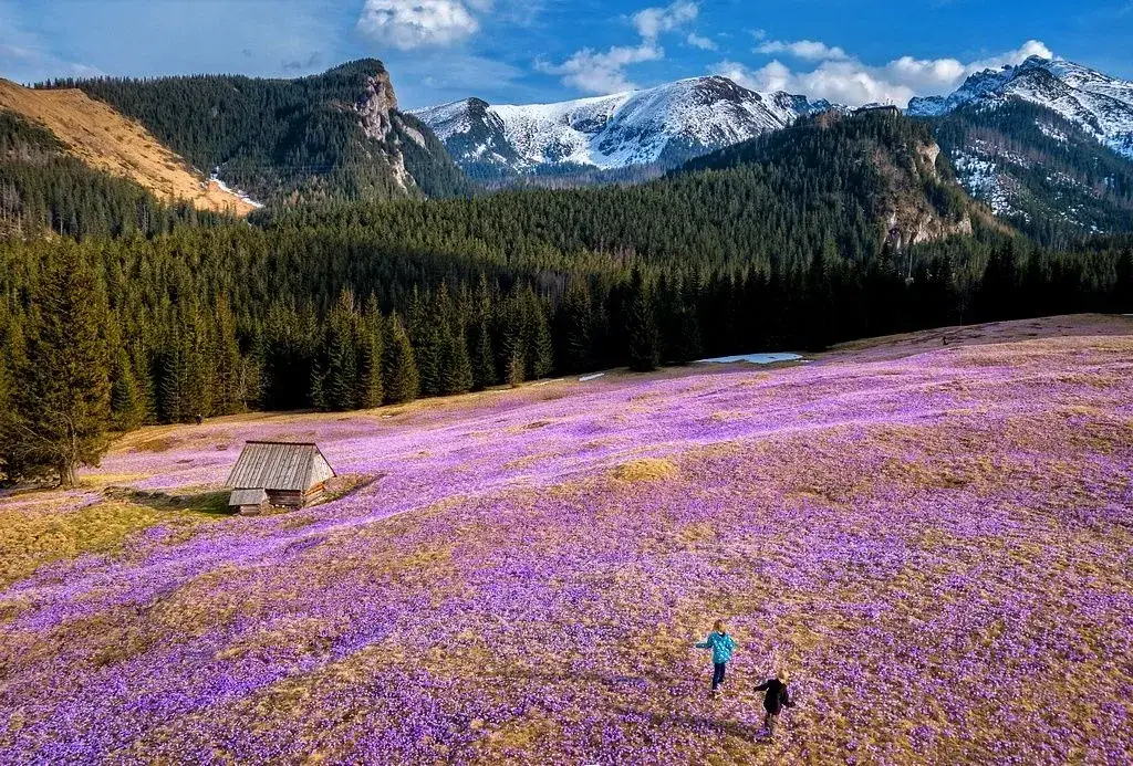 Jak przejść dolinę Chochołowską bez zmęczenia? To 6 TOP porad