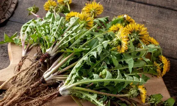 Jak zażywać korzeń mniszka: skuteczne metody i dawkowanie, które działają