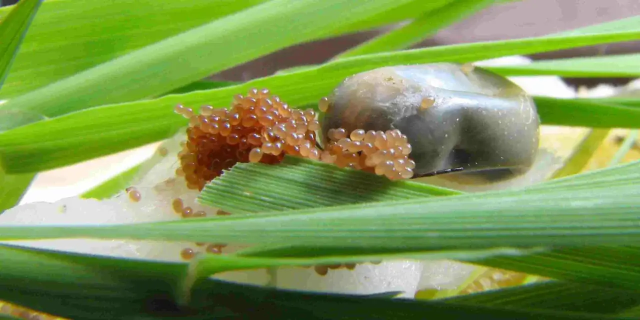 Jak wyglądają jaja kleszcza? Odkryj ich niebezpieczne cechy