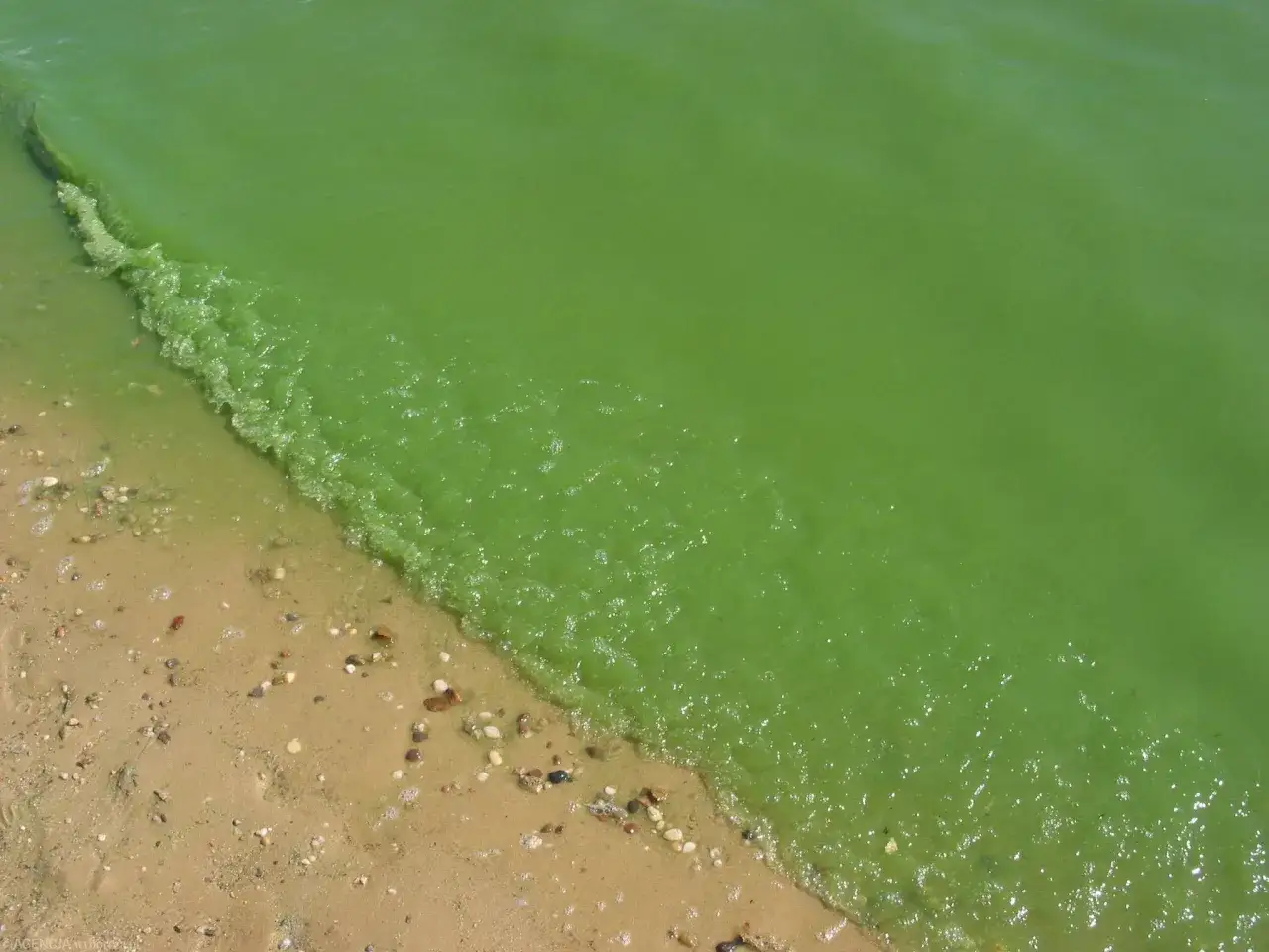 Kiedy sinice w Bałtyku atakują? Zaplanuj bezpieczne wakacje nad morzem