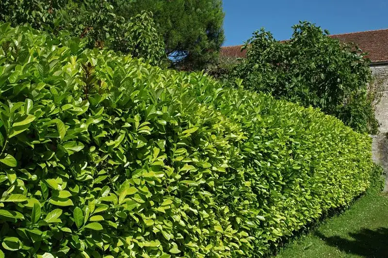 Z czego żywopłot szybko rosnący? Oto najlepsze rośliny do wyboru