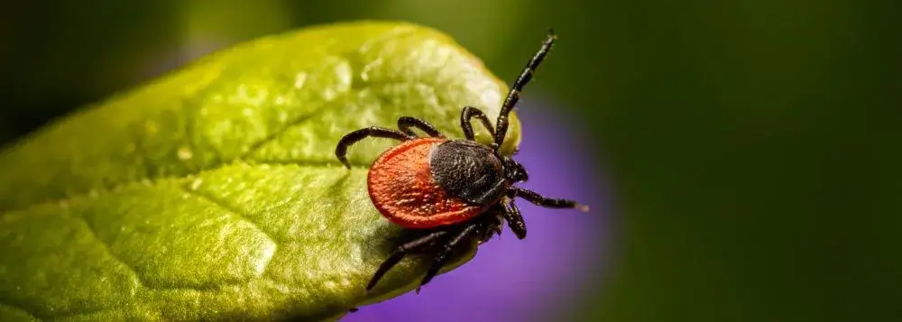 Czy od kleszcza można umrzeć? Prawda o zagrożeniu zdrowia