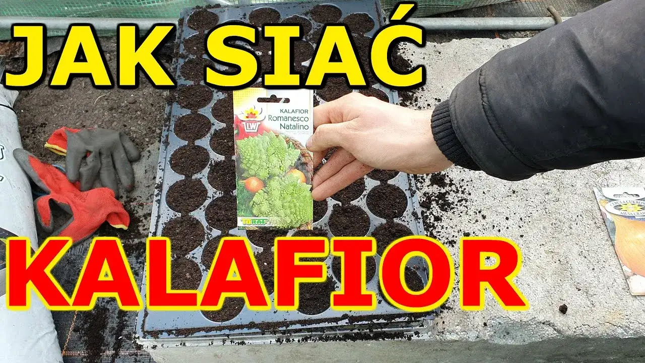 Kiedy siać kalafior, aby uniknąć błędów i cieszyć się plonami