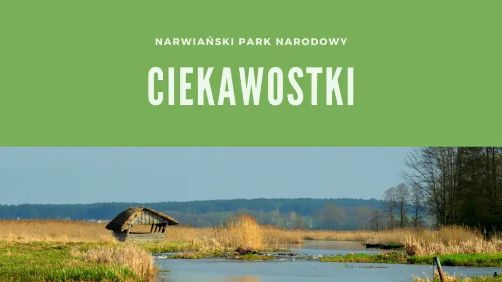 Jakie ciekawostki o Narwiańskim Parku Narodowym Cię zaskoczą?