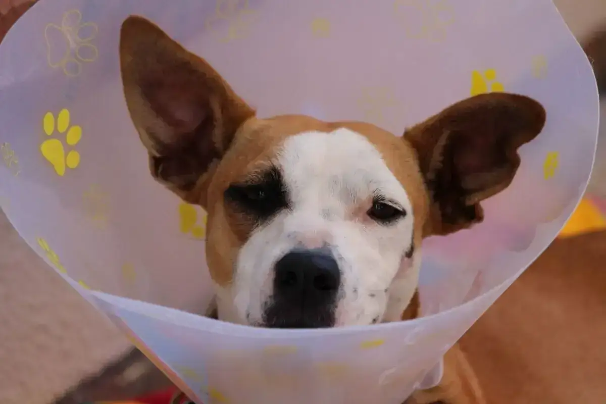 Jak założyć kołnierz dla psa: proste kroki dla nowych właścicieli