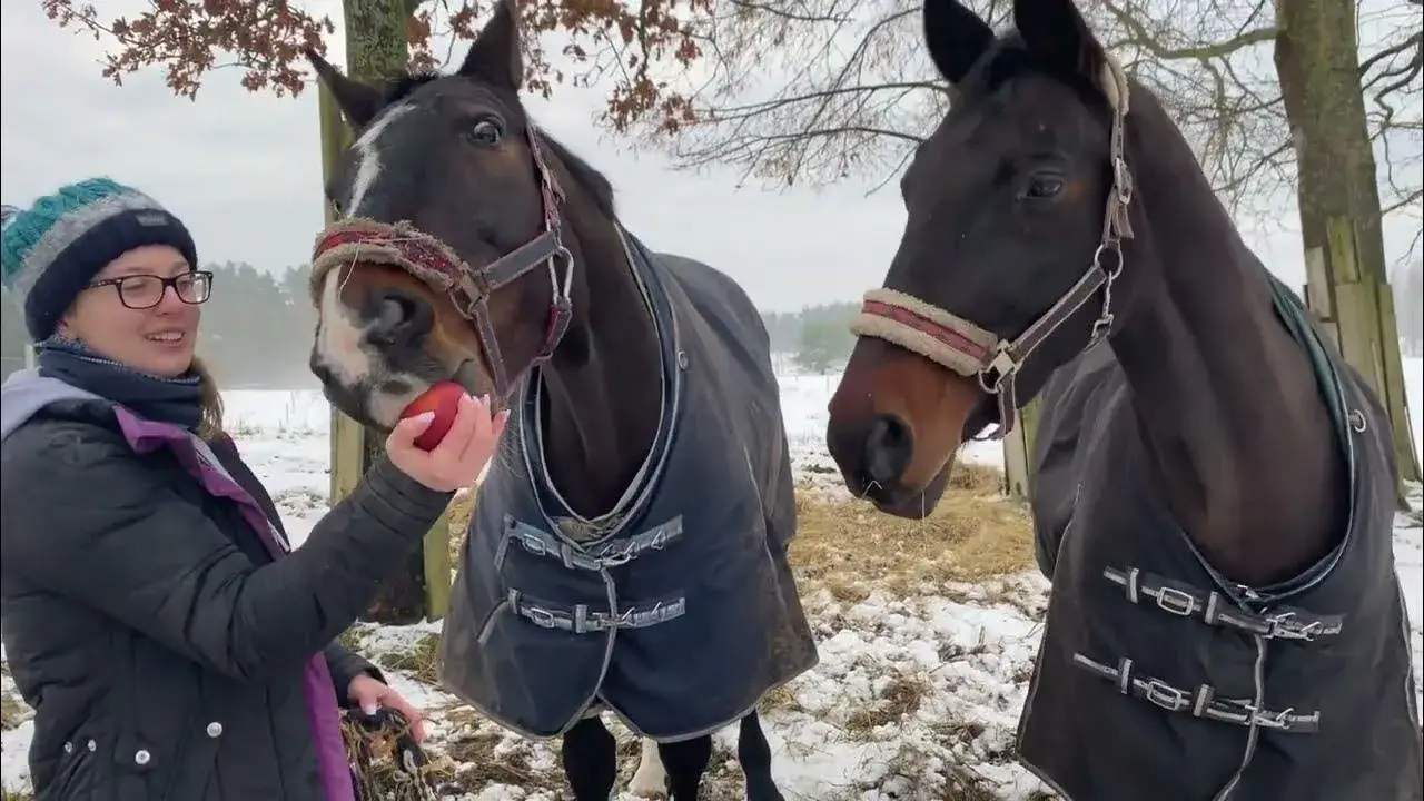 Najlepsze filmy o jeździectwie, które poruszą Twoje serce i duszę