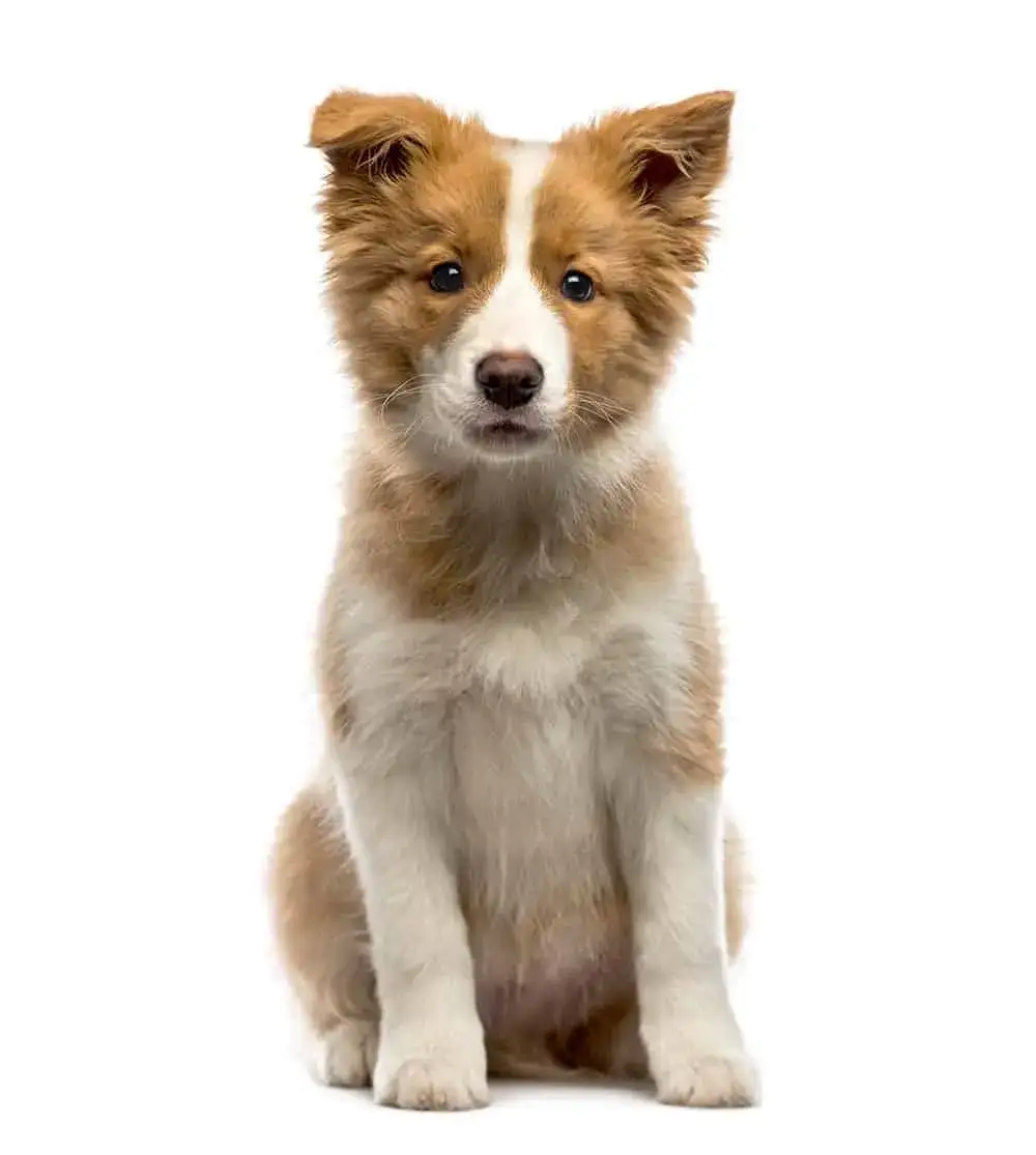 Ile kosztuje border collie z hodowli? Poznaj ceny i ważne czynniki