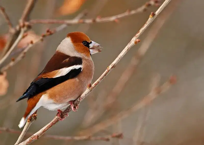 Grubodziób gdzie zimuje? Odkryj jego tajemnicze miejsca zimowe