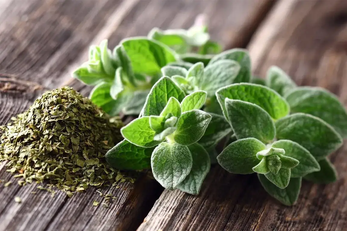 Skąd pochodzi oregano i dlaczego warto je mieć w kuchni?