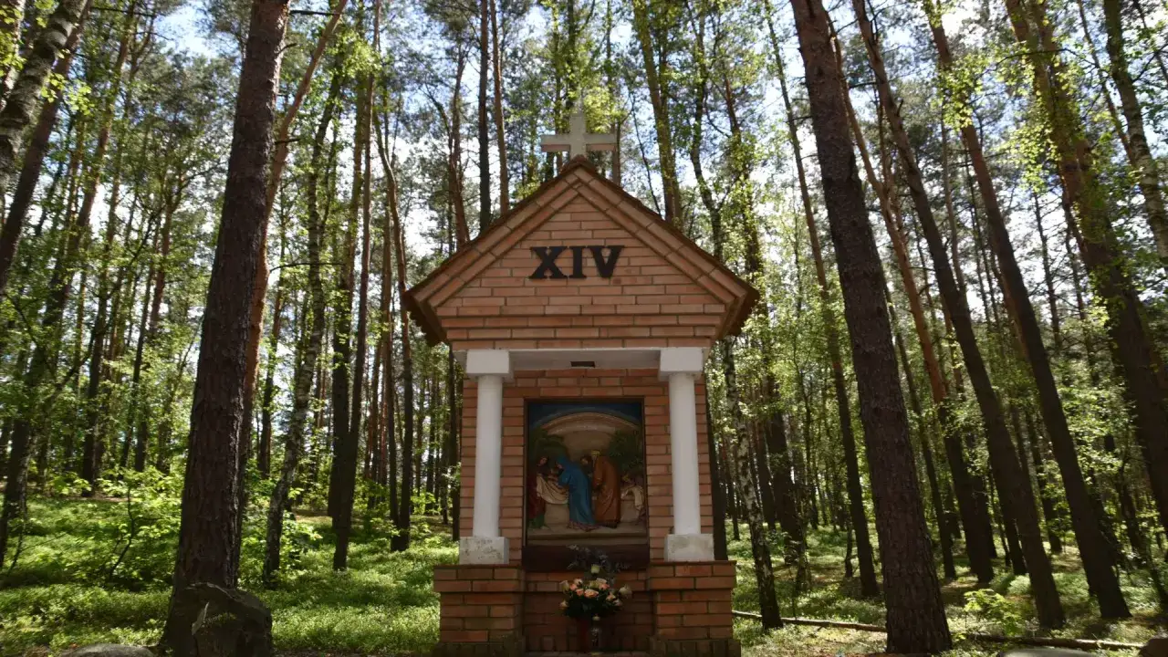 Tajemnice drogi w lesie: Rozważania i krzyżówki, które prowadzą