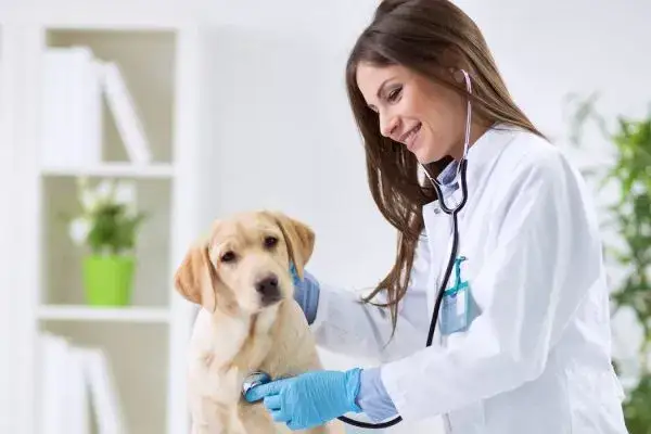 Czy weterynarz jest otwarty w niedziele? Sprawdź, gdzie szukać pomocy dla zwierząt