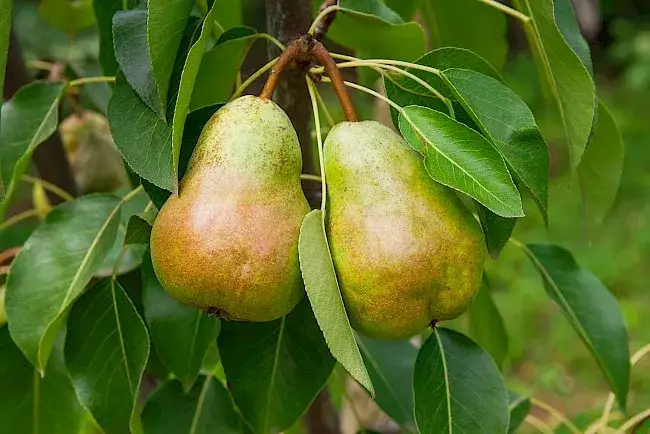 Ile kcal ma gruszka? Poznaj wartość odżywczą tego owocu