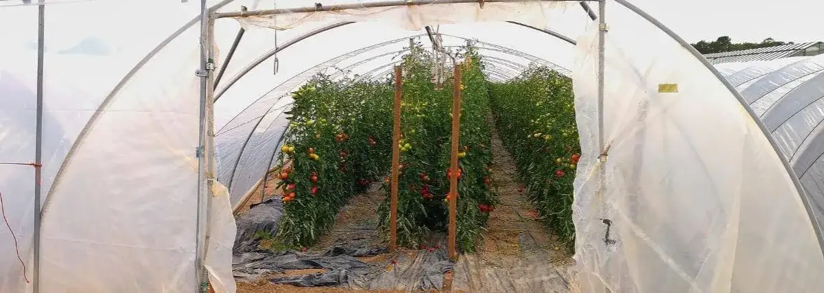 Z czego zrobić tunel ogrodowy? Najlepsze materiały i metody budowy