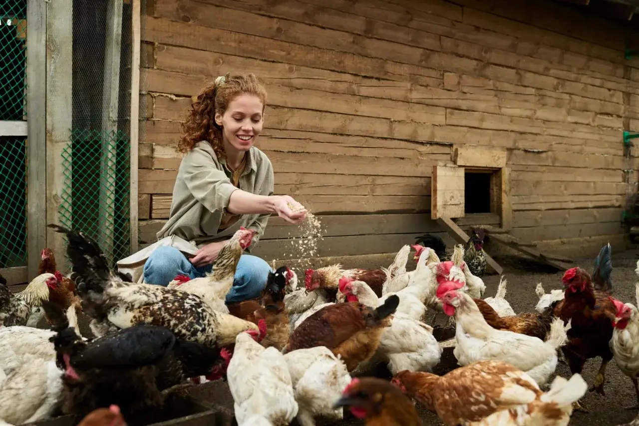 Dlaczego należy regularnie myć kurniki?