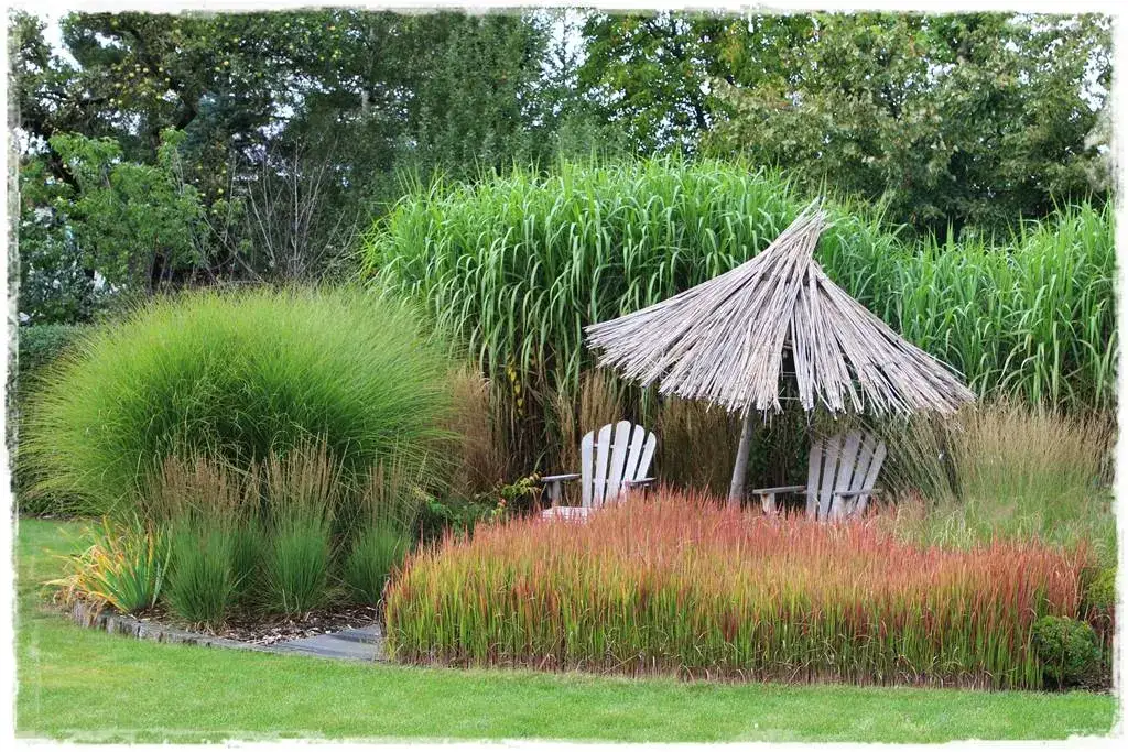 Inspirujące aranżacje z miskantów w ogrodzie: 5 pomysłów