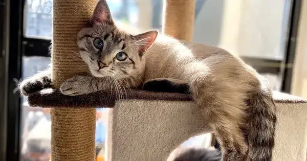 Czy koty mają duszę? Odpowiedzi z perspektywy religii, filozofii i nauki