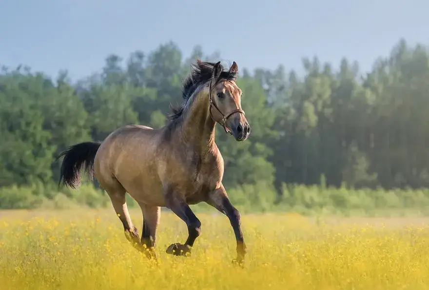 Jak szybko koń w biegu może pędzić? Zobacz rekordy prędkości i chody