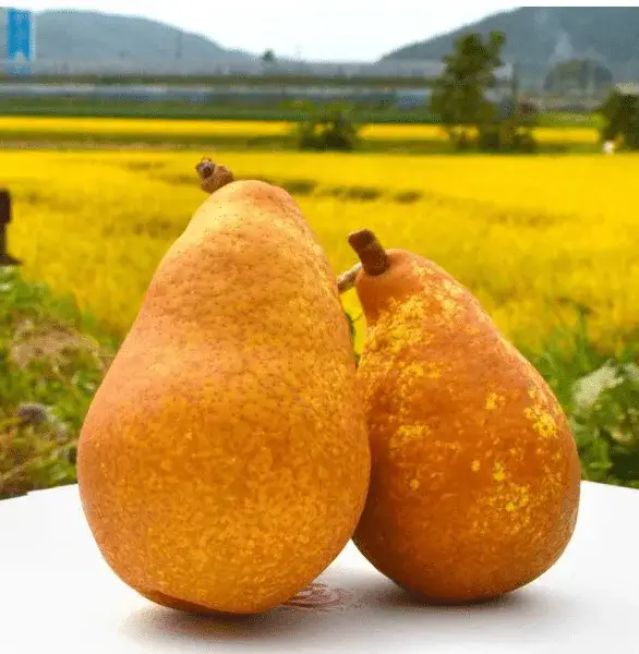 Gruszka generał: Odmiana gruszy i historia generała Edwarda Gruszki