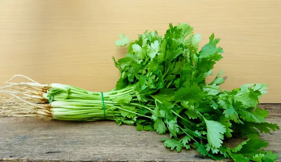 Kolendra do czego używać - odkryj najlepsze przepisy i porady kulinarne