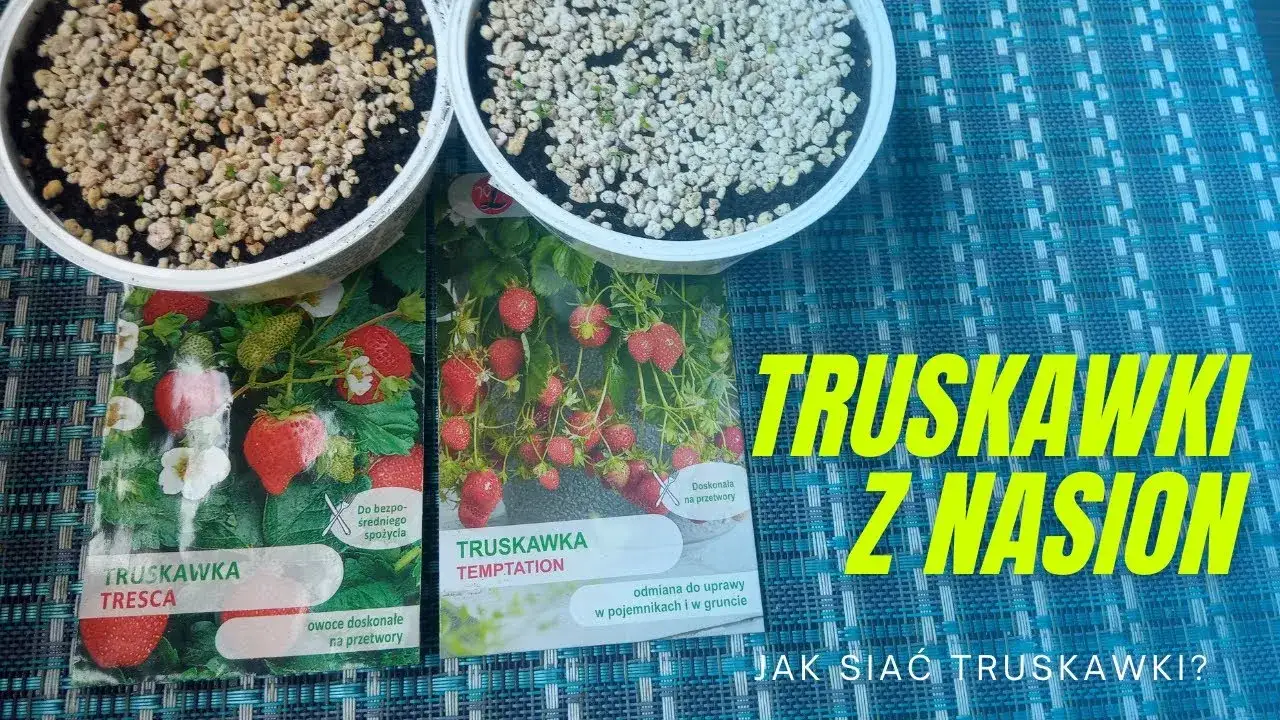 Kiedy siać truskawki, aby uniknąć nieudanej uprawy i cieszyć się plonami