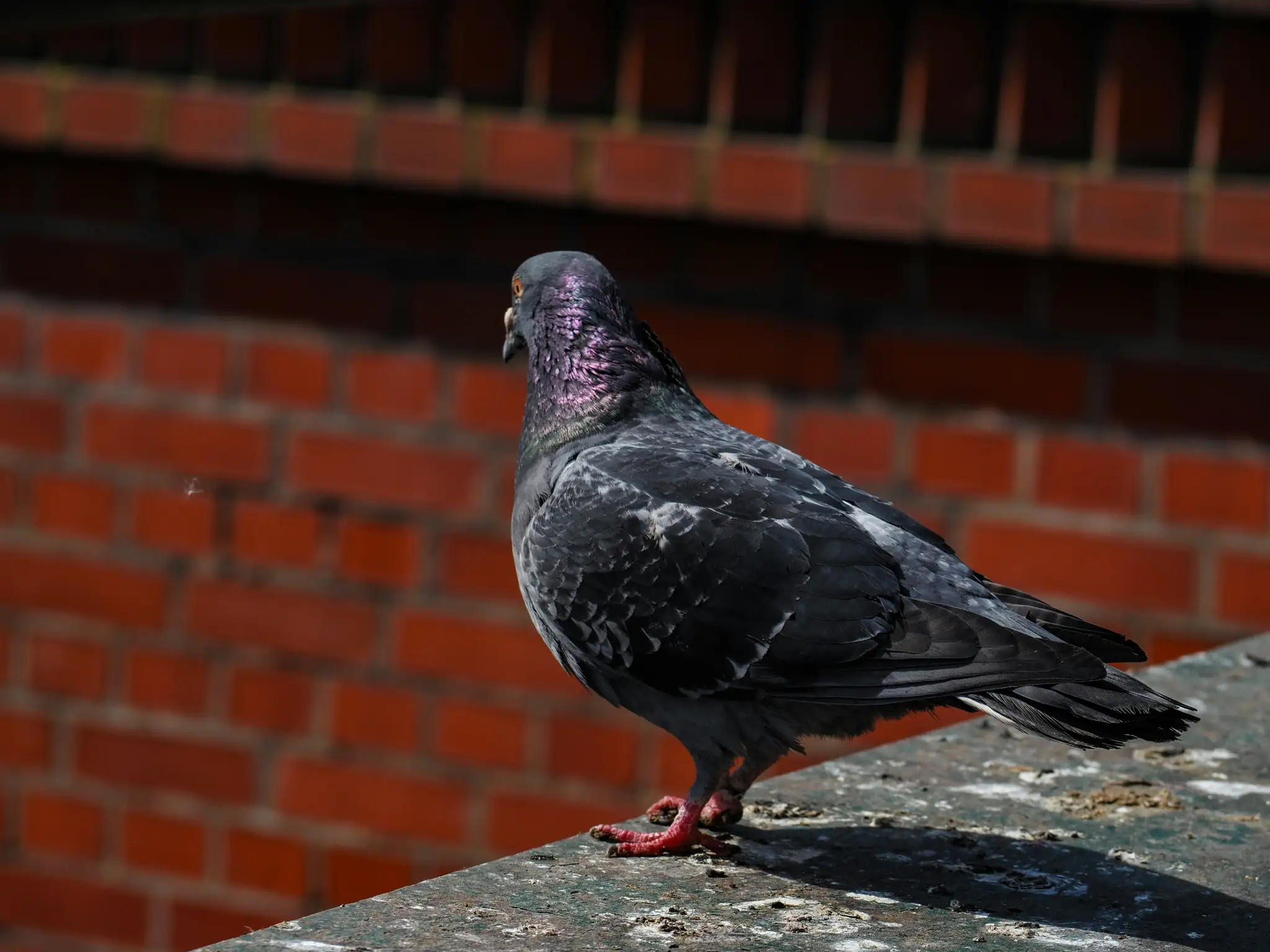 a pigeon standing on a ledge next to a brick wall