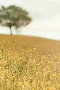 Losowy obrazek z internetu