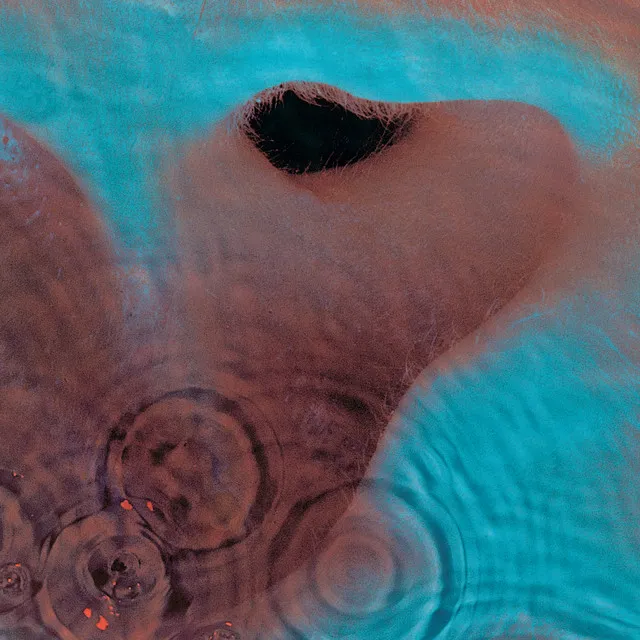 Meddle • Cały album • Wszystkie utwory • Wykonawca