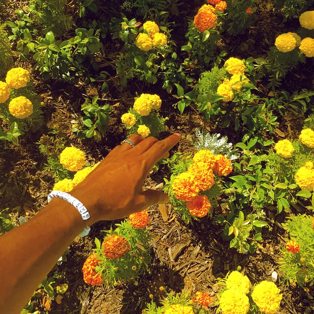 Peach Fuzz • Cały album • Wszystkie utwory • Wykonawca