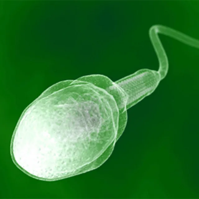 Opowieści z doliny spermy • Cały album • Wszystkie utwory • Wykonawca