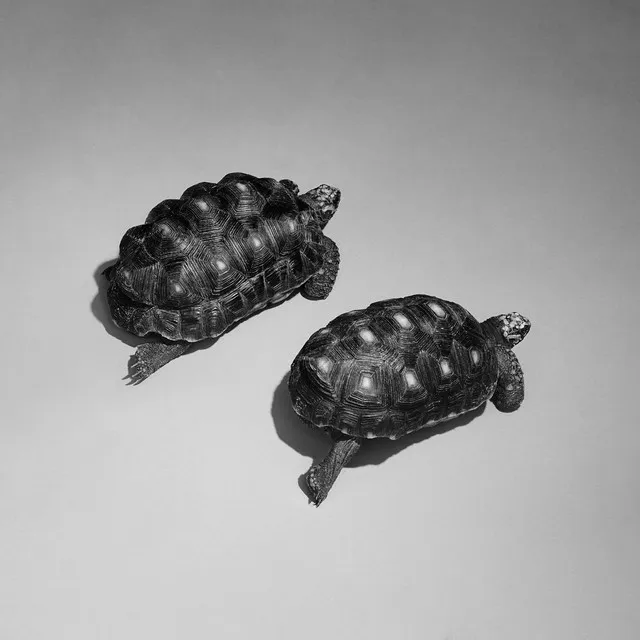 Love Is A Stillness • Cały album • Wszystkie utwory • Wykonawca