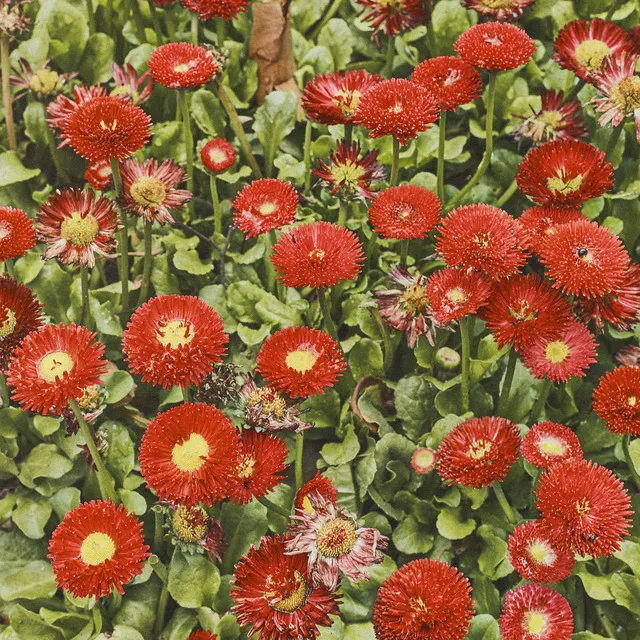 Matilda • Cały album • Wszystkie utwory • Wykonawca