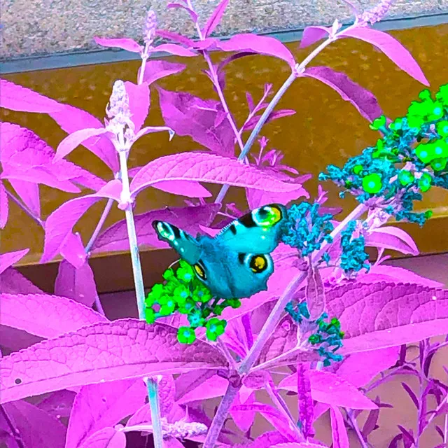 AUTYSTYCZNY 21' • Cały album • Wszystkie utwory • Wykonawca