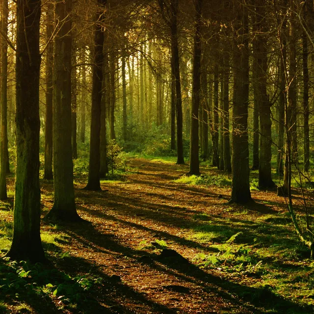 Nowy Moment • Cały album • Wszystkie utwory • Wykonawca