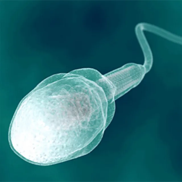 Ospermione żelki • Cały album • Wszystkie utwory • Wykonawca