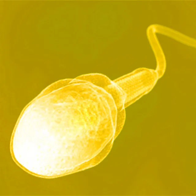 4 WIELKIE PAŁY • Cały album • Wszystkie utwory • Wykonawca