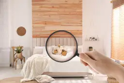 Loupe révélant des punaises de lit sur un coussin dans une chambre. Attention à l'arnaque punaise de lit !