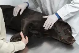 Eutanazja psa: Kiedy i jak to zrobić humanitarnie?