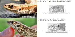 Dwie jaszczurki w Polsce: żyworodna i zwinka. Porównanie ich łusek na głowie.